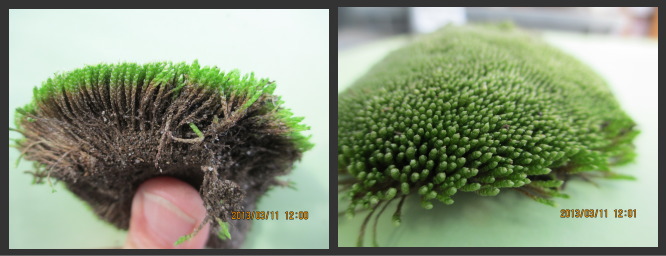 苔の栽培方法 < 001 ギンゴケ栽培 | 日本苔技術協会